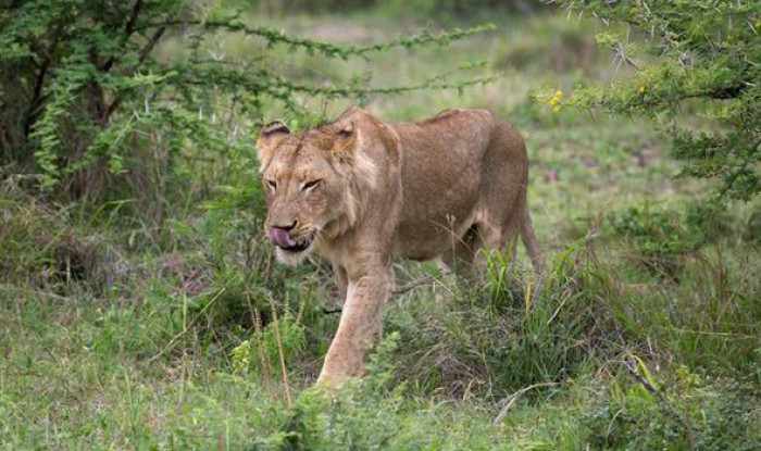 The incredible moment was captured on camera at the Kruger National Park, South Africa by Ian Matheson