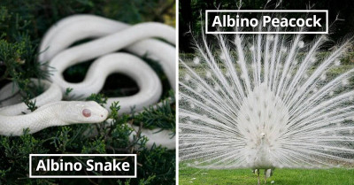 Here Are 8 Albino Animals That You Just Wouldn't Believe Are Actually Real
