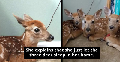 Woman Leaves Her Back Door Open During A Storm, And What She Finds When She Walks Into Her Living Room Is Adorable