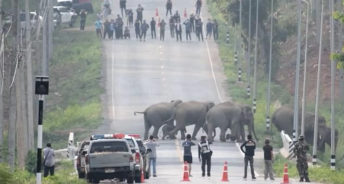 “Policemen arrived to ensure that the elephants crossed smoothly and there were no accidents.”