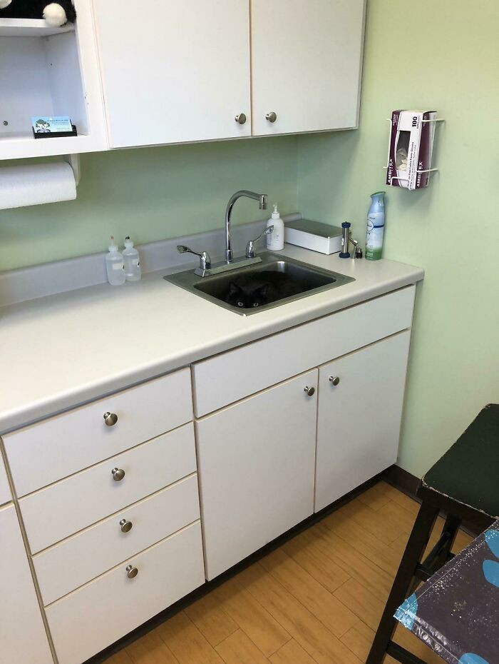 30. Vet: “Wait, There Is A Cat In Here, Right?”