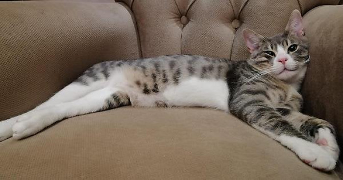 The OP made sure to pay the cat tax