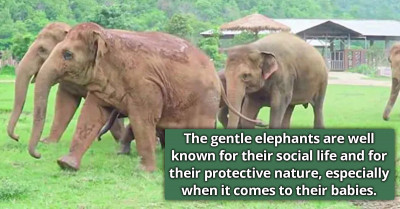 Herd Of Elephants Runs To Warmly Welcome An Orphaned Baby Elephant At The Sanctuary