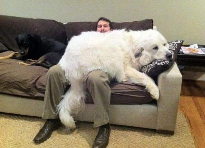 2. I'll just become a couch then