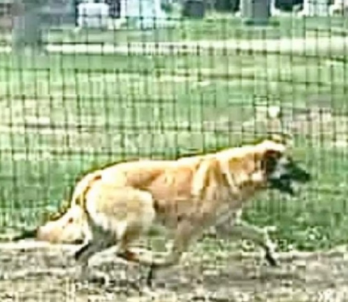 When Krueger found out that Zelda escaped her home, she knew she had to find her