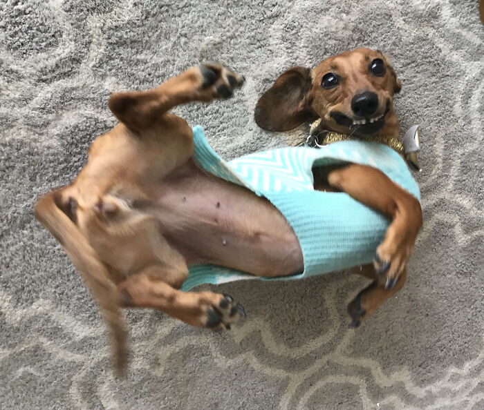 "Dottie The Derpy Dachshund"
