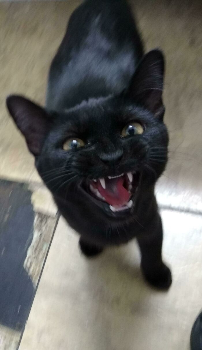 45. Chloe loves yelling.