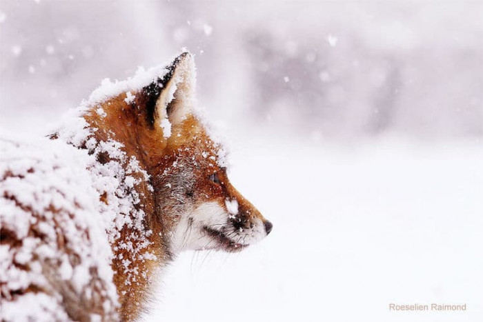 Roeselien Raimond is a Dutch photographer