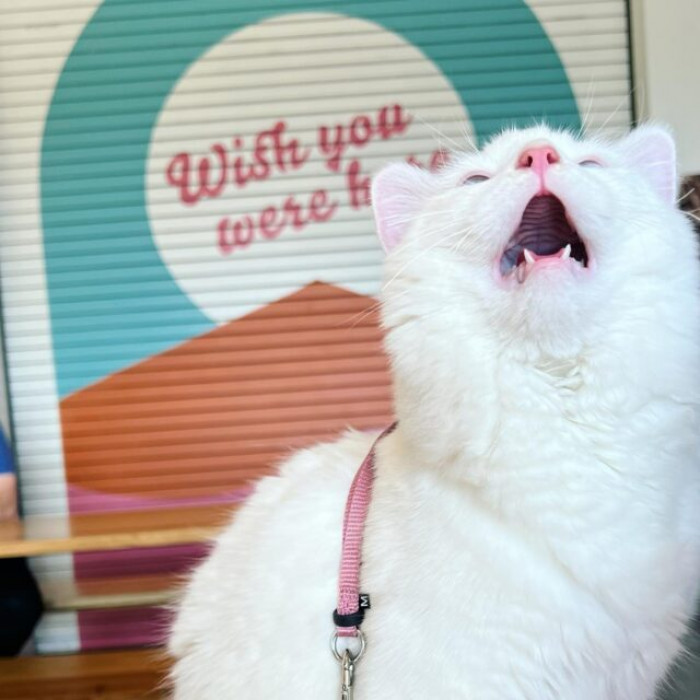 Similar Look But A New Cat