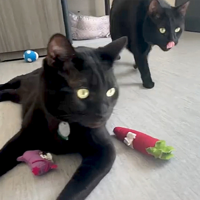 Nevertheless, despite the disappointment, the need to rescue these stunning black cats was just as imperative.