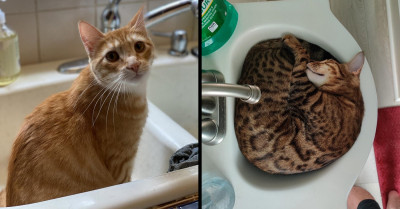 Adorable Photos Of Cats Relaxing And Cooling Off In Sinks Of All Shapes And Sizes