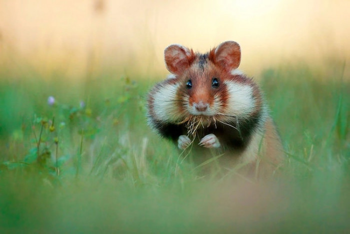 14. Just showing my running capabilities