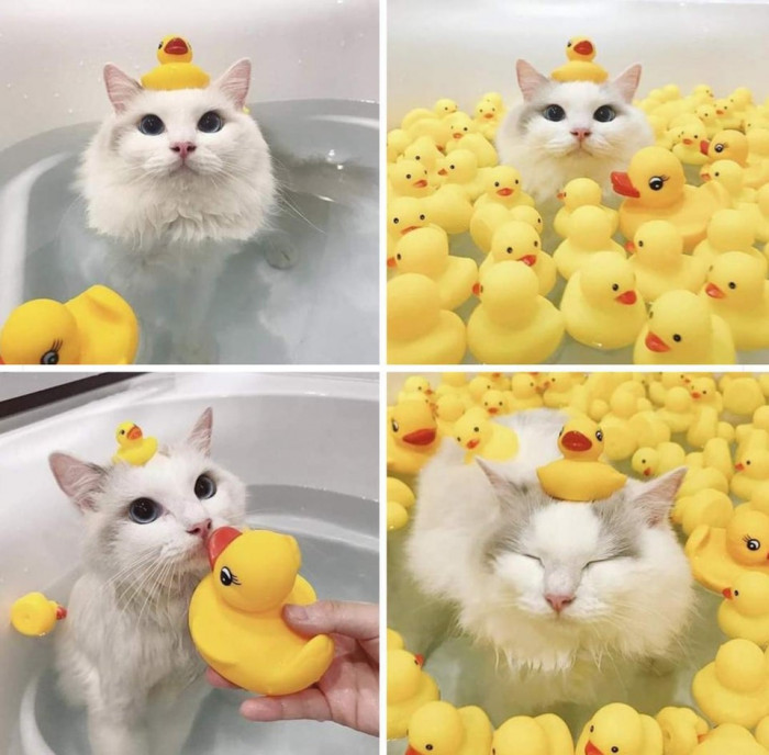 41. Cat accepts duck religion