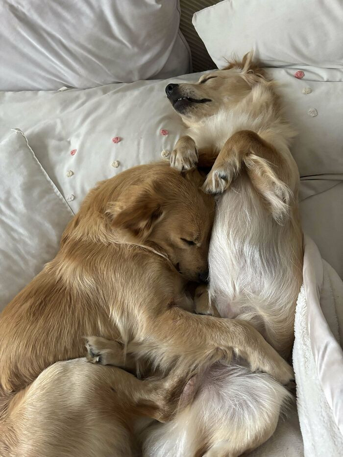 16. Couldn’t bear to separate the brothers, so both came home. Watching them love each other melts hearts daily