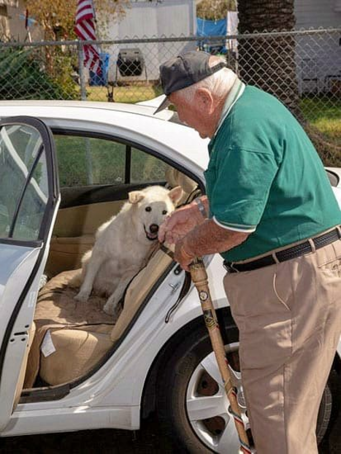 This is Sam, a 13-year-old German Shepherd. He was left in a shelter when his owner got deployed.