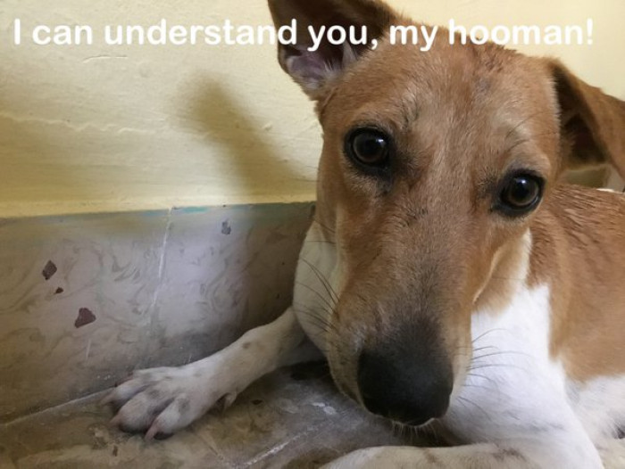 18. "They can make you feel good if you’re sad and angry. They understand your feelings…"