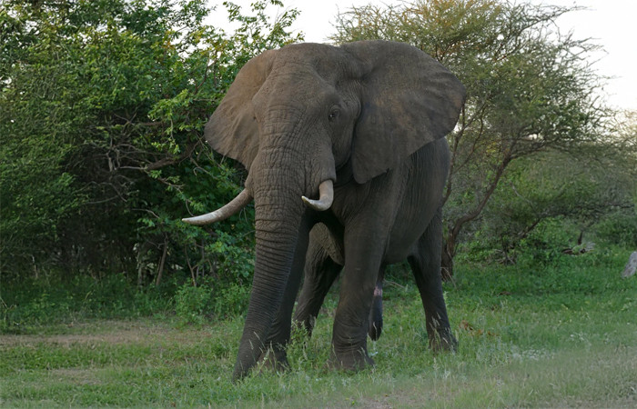 African Bush Elephant