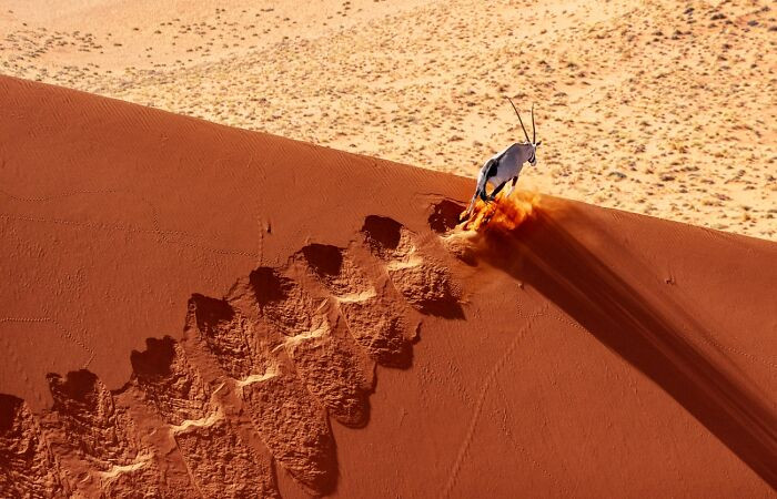 “Travels To The Edge - Namib Desert Oryx” By Prince Eleazer