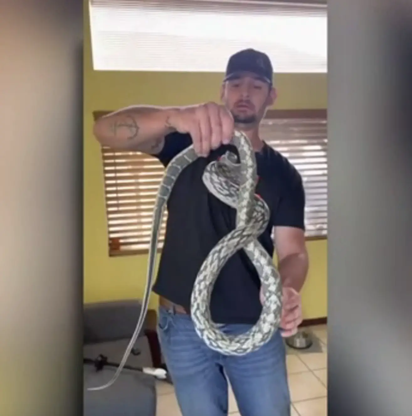 The snake probably belonged to someone as a pet but got loose and ended up in the couch.