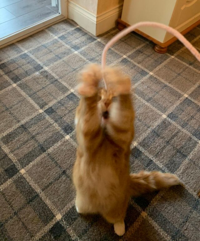 Chubby dog sleeping deeply with tongue hanging out, humorous derp moment