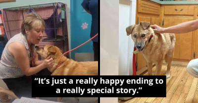 Lost Elderly Dog Finds Joy In Reuniting With Beloved Owner