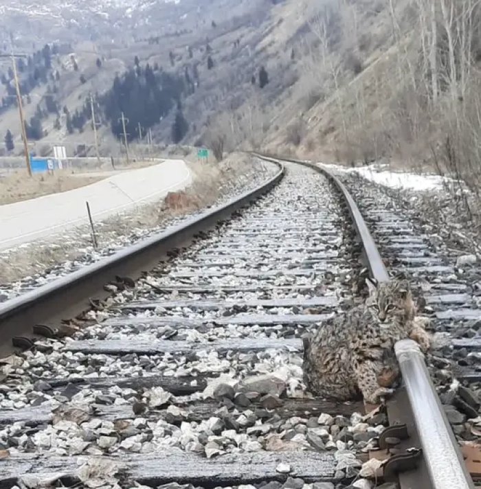 At first glance, it doesn't look like the bobcat is in any danger