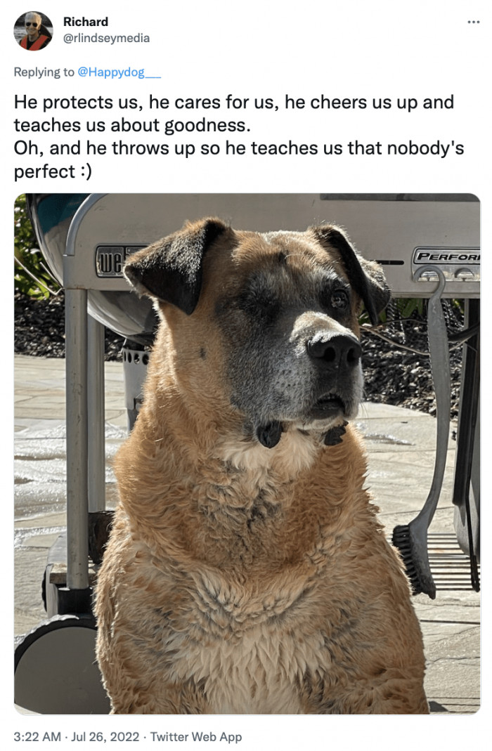 15. Humans learn a lot of lessons from dogs.