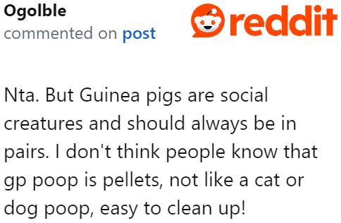 To be fair, guinea pig poop isn't like dog or cat poop. It's very easy to clean.