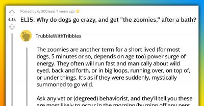 Redditors Explain Why Dogs Go Crazy And Get "The Zoomies" After A Bath