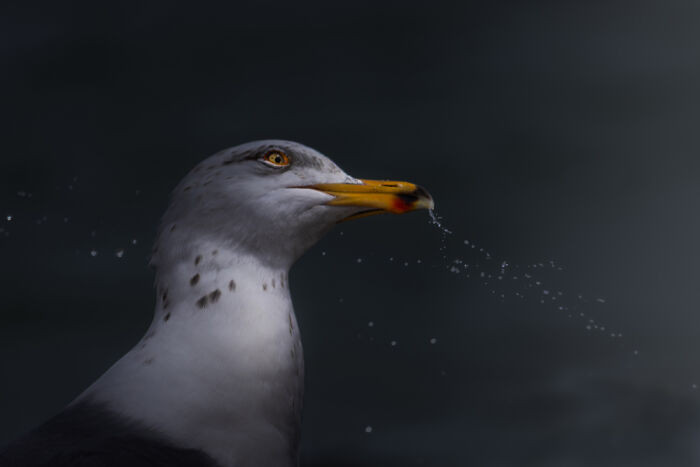 Highly Commended, Young Tpoty 14 Years And Under: Ankur Chatterjee, USA (Age 14 )