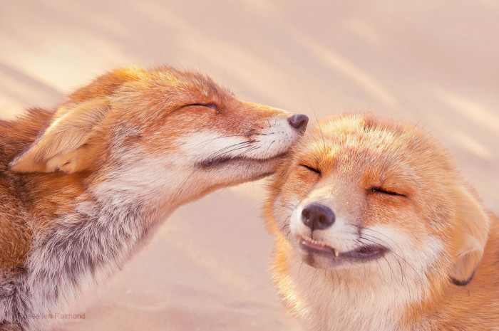 Her most recent series depicts foxes in moments of tenderness.