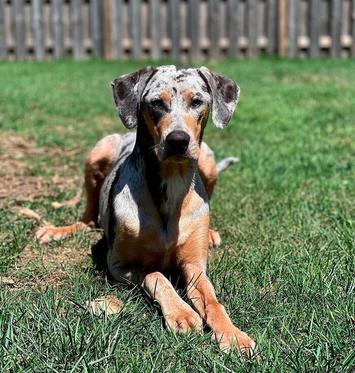 18. Catahoula Leopard Dog