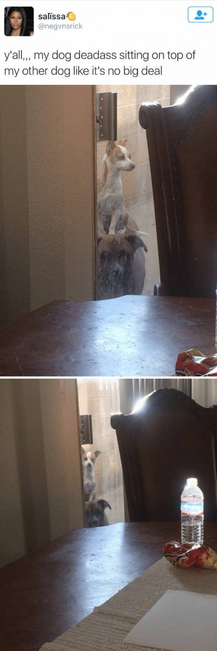 2. Clearly, this dog has found the comfiest seat in the house, but it doesn't seem like the other dog minds.