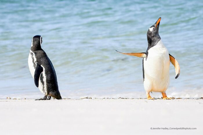 Talk To The Fin! By Jennifer Hadley