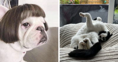 Cat & Dog Owners Share Their Pets' Hilarious Antics On Twitter