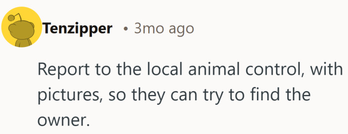 If nothing else, looping in animal control keeps the cat’s story from relying on guesswork and good intentions alone.