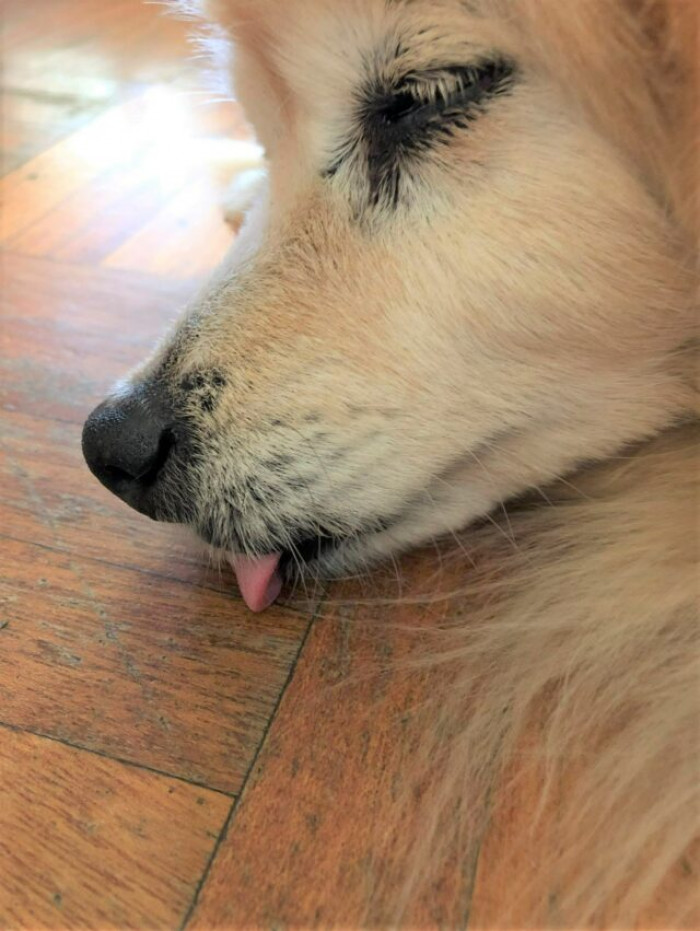 24. “The dog is derping hard. Yes, he is fast asleep. Yes, his tongue is on the floor.”