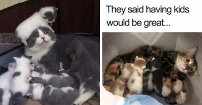 Mama Cats Are Captured On Camera In Incredibly Relatable Ways And We Can't Stop Laughing