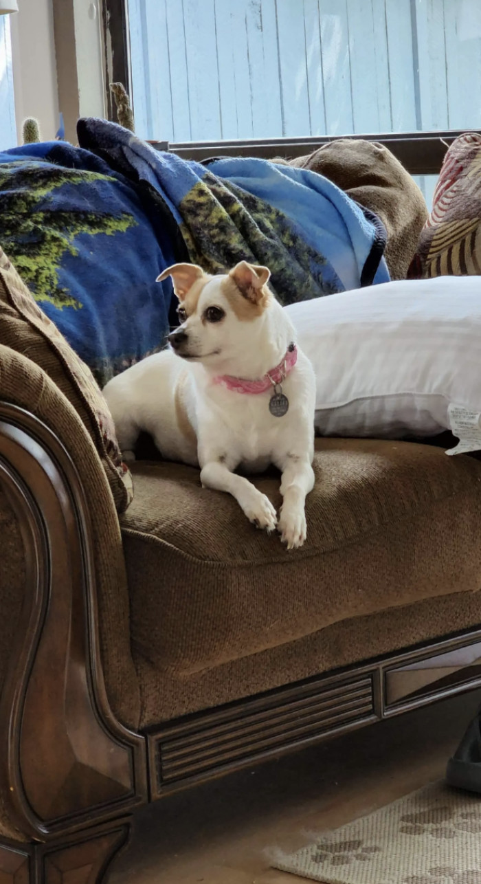 Sprocket and Lola before and after rescue, malnourished to healthy.