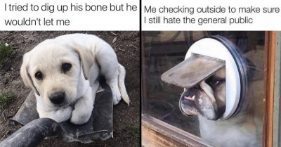 20 Funny Dog Memes That Will Simply Brighten Your Day