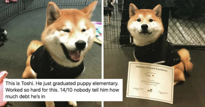 11 Dog Posts For People Who Need Some Of The Sunshine That Only Adorable Dogs Can Deliver