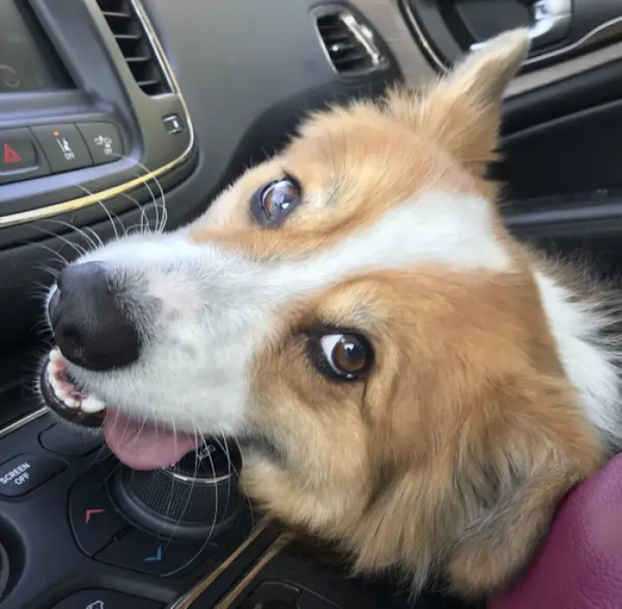 4. He doesn’t know what the road rules are, but paying attention to him should be a priority.