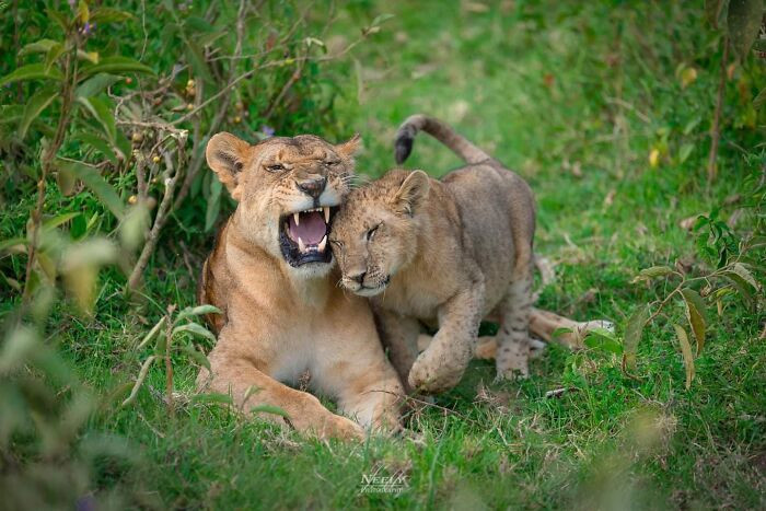 "Snuggles... The lioness was just trying to relax, but the cub wanted attention."