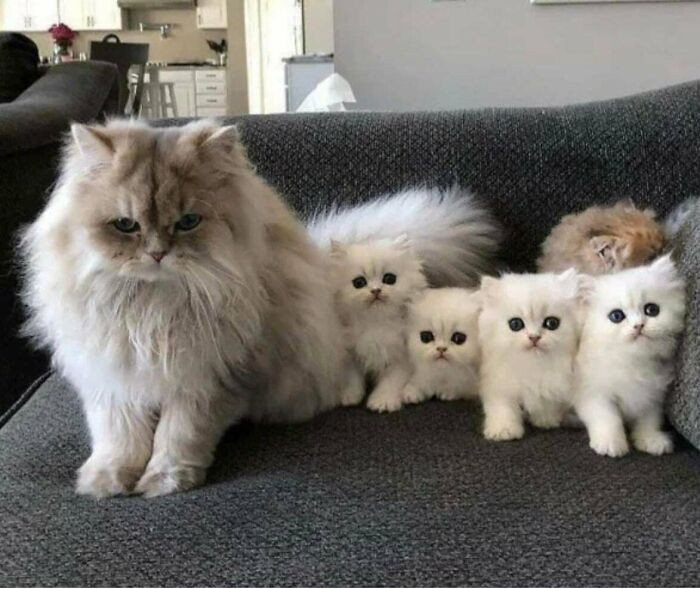 23. Momma And Her Marshmallows