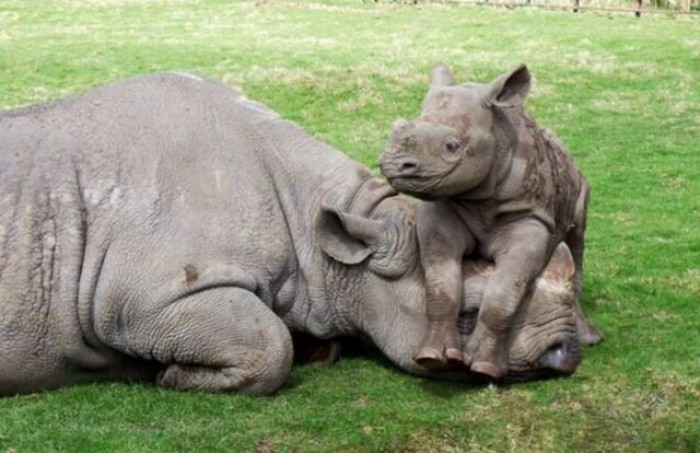 “Not a cat, but this rhino mom.”