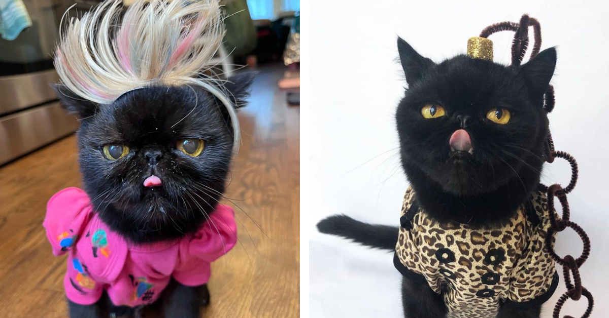 This Adorable Squishy Cat With A Silly Face Is Going Viral Online