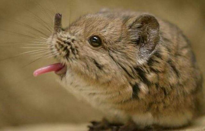 The Short /Round Eared Elephant Shrew