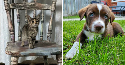 50 Wonderful Pet Adoption Photos To Celebrate Love And Devotion