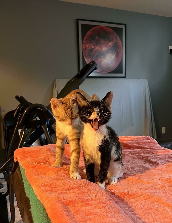 22. "Just adopted this kitty’s mama, but this yeller caught my attention!!"