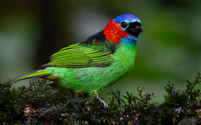 Red-Necked Tanager